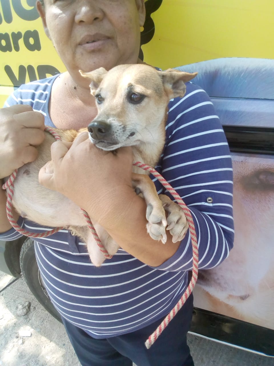 Un cachorro en brazos